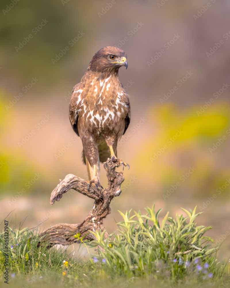 Fototapeta premium Buzzard perched on log
