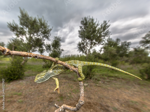 African chameleon climbing on branch in habitat landscape photo