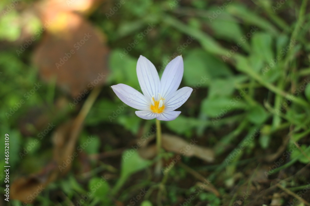 purple plateau flower in meadow