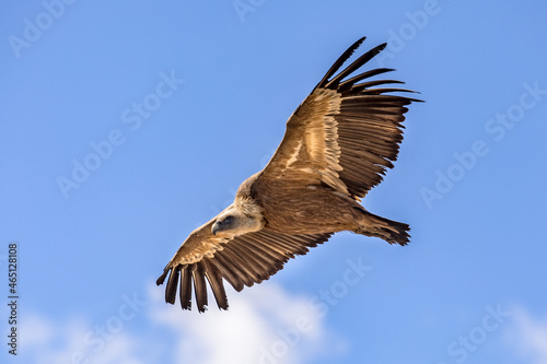 Griffon vulture flying against cloudy sky