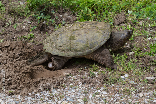 A large snapping turtle laying eggs in a nest she dug in a gravel road.  photo