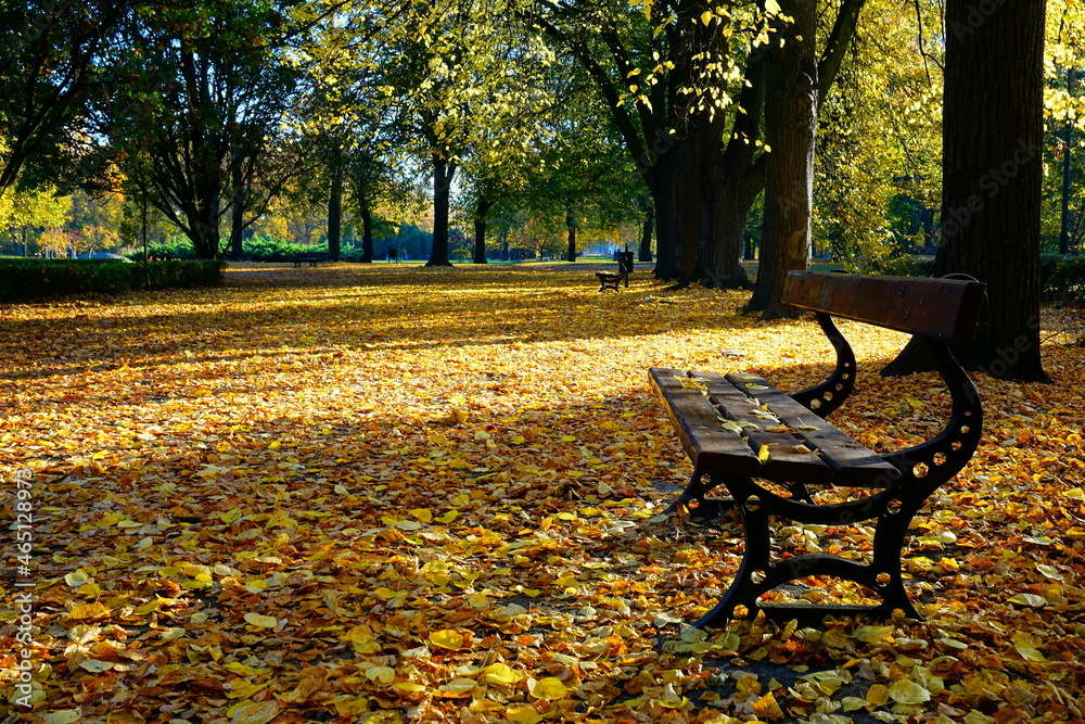 Beautiful golden autumn in the park. An alley in the city park.Beautiful green areas of the city 