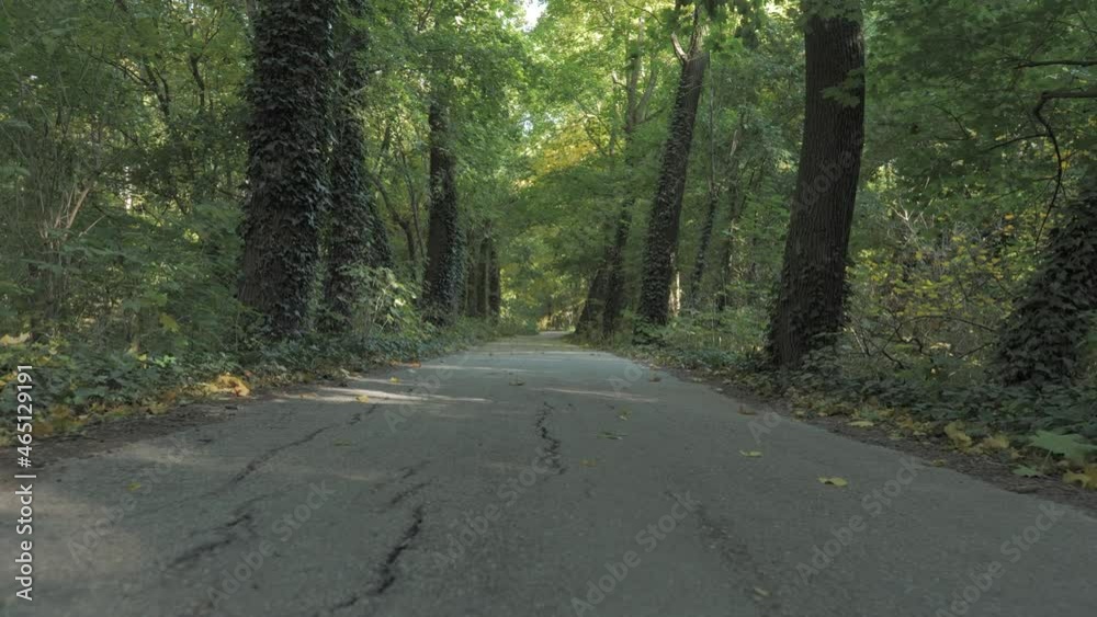 Amazing and relaxing path in forrest for hiking under the trees in autumn near by road Amazing and relaxing path in forrest for hiking under the trees in autumn near by road