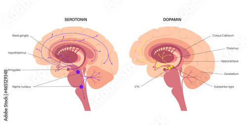 Serotonin and dopamine pathway photo