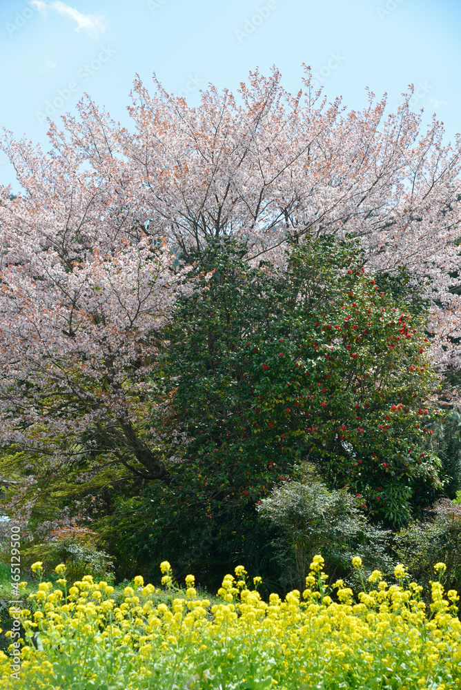 Obraz premium 京都大原の春 京都市大原