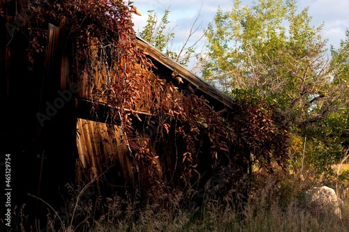 Old Shed Overrun