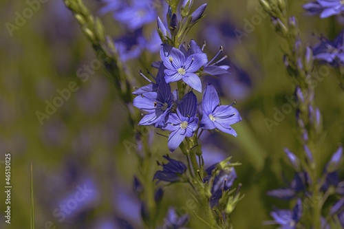 Broadleaf Speedwell, large speedwell, Veronica teucrium. Bright blue flowers on a green meadow on a sunny summer day. Wild violet flowers close-up outdoors.