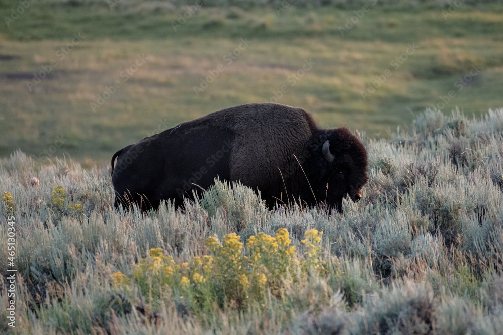 Single Male Bison Passes Through Sage Brush Single Male Bison Passes Through Sage Brush