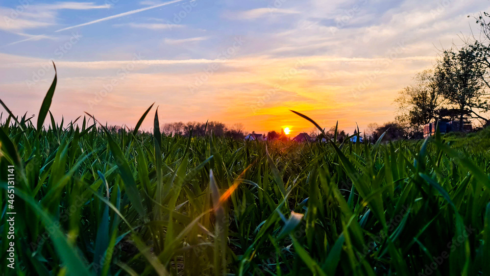 Fototapeta premium grass and sunset