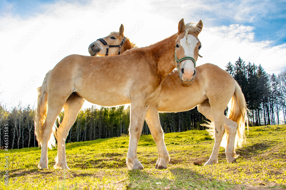 The pair of the haflinger horse on a spring pasture in backlight. The pair of the haflinger horse on a spring pasture in backlight.