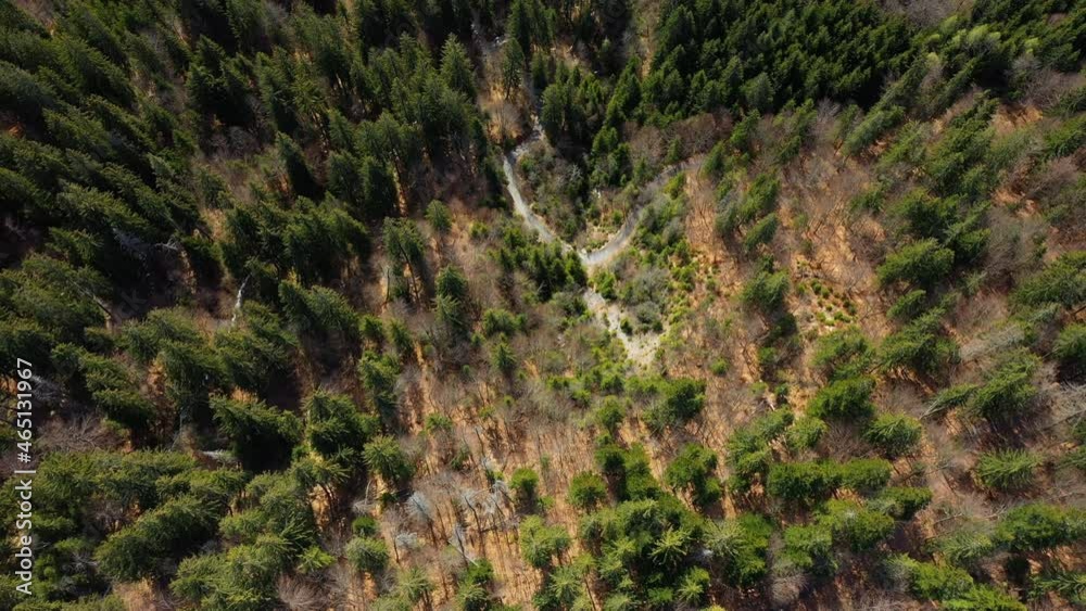 La forêt vue de dessus dans le massif du Mont Blanc en Europe, en France, dans les Alpes, vers Chamonix, au printemps, lors d'une journée ensoleillée. La forêt vue de dessus dans le massif du Mont Blanc en Europe, en France, dans les Alpes, vers Chamonix, au printemps, lors d'une journée ensoleillée.
