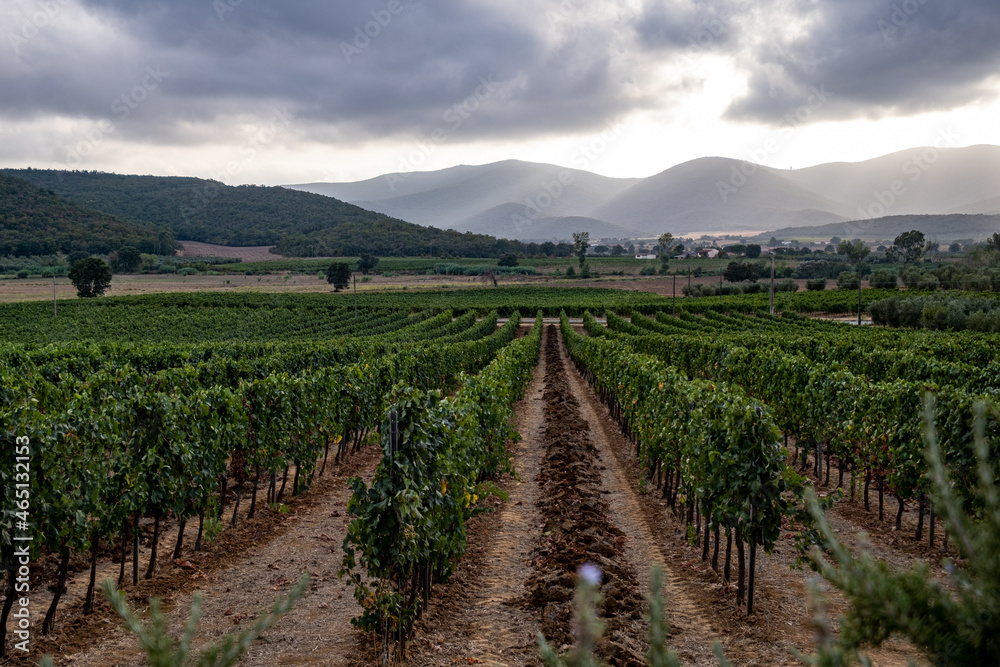 Weinberge Toskana