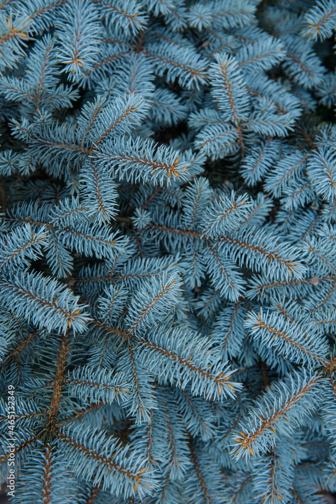 branches of fir tree