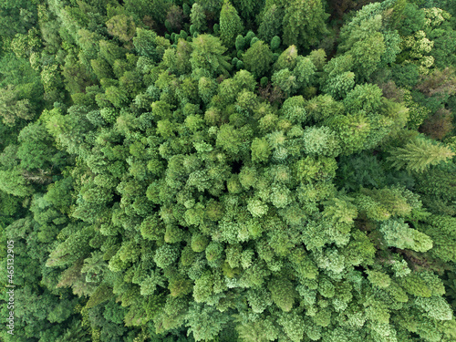 Verde bosque de secuoyas desde una vista cenital 4 photo