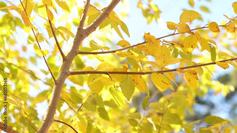 Beautiful Fall Yellow Leaves on a Tree Beautiful Fall Yellow Leaves on a Tree