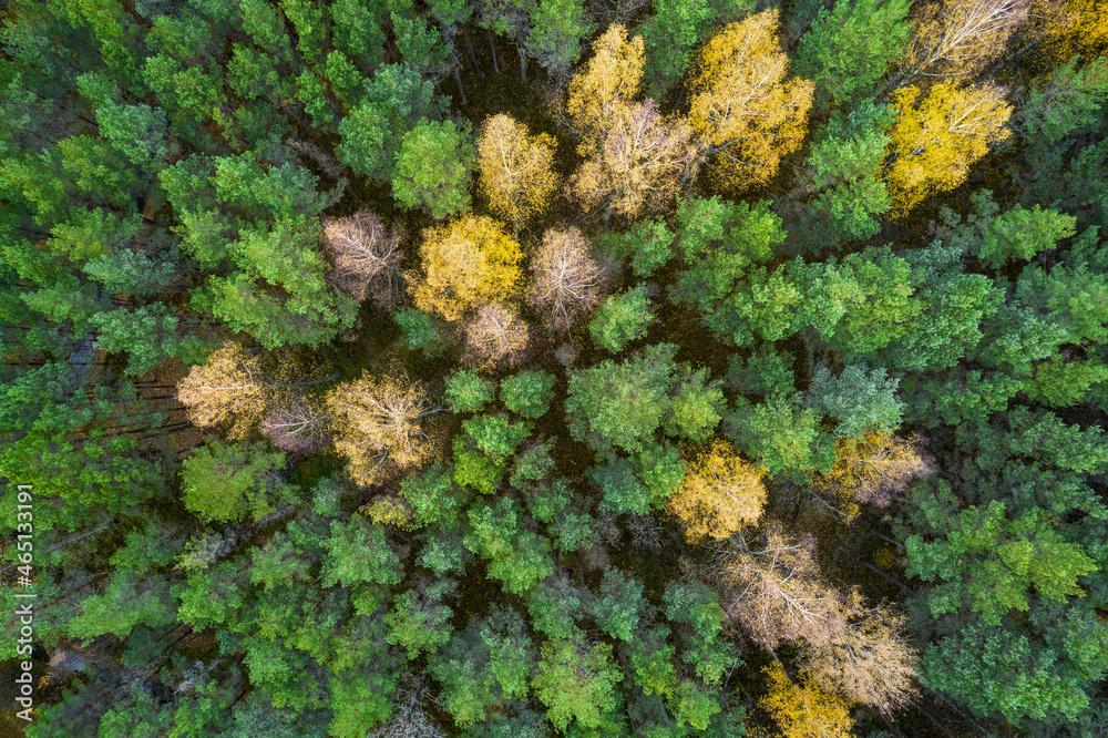 Directly above aerial drone full frame shot of green emerald pine forests and yellow foliage groves with beautiful texture of treetops. Beautiful fall season scenery. Mountains in autumn golden colors Directly above aerial drone full frame shot of green emerald pine forests and yellow foliage groves with beautiful texture of treetops. Beautiful fall season scenery. Mountains in autumn golden colors