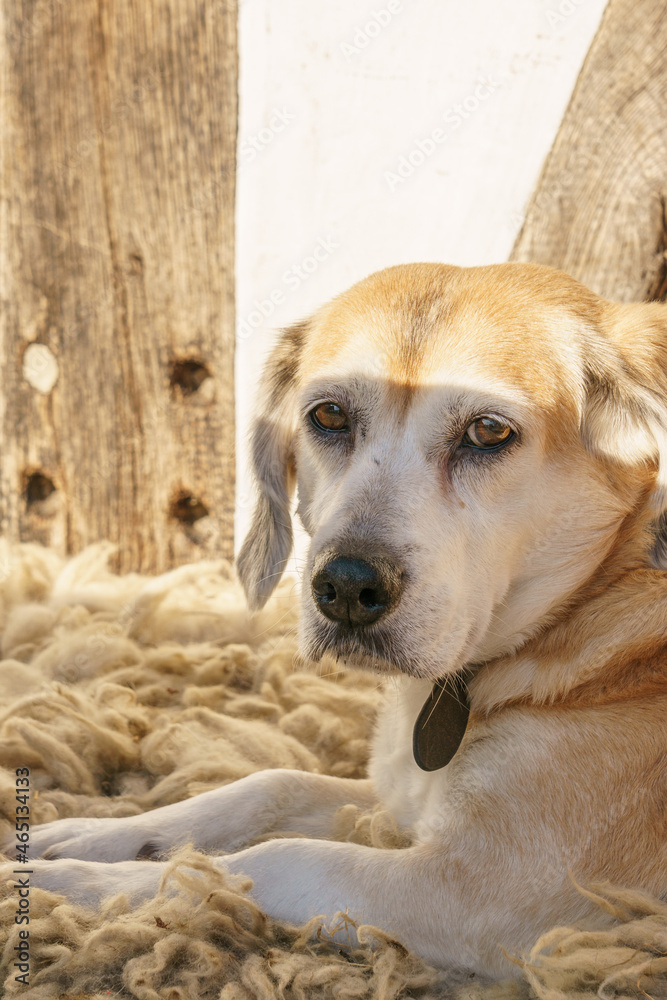 Beagle hybrid dog lying on warm sheep fur at sunny day Beagle hybrid dog lying on warm sheep fur at sunny day