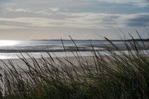 Grasses in the sand dunes