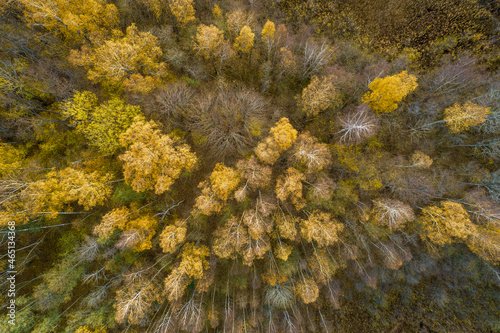 Wallpaper Mural Directly above aerial drone full frame shot of green emerald pine forests and yellow foliage groves with beautiful texture of treetops. Beautiful fall season scenery. Mountains in autumn golden colors Torontodigital.ca