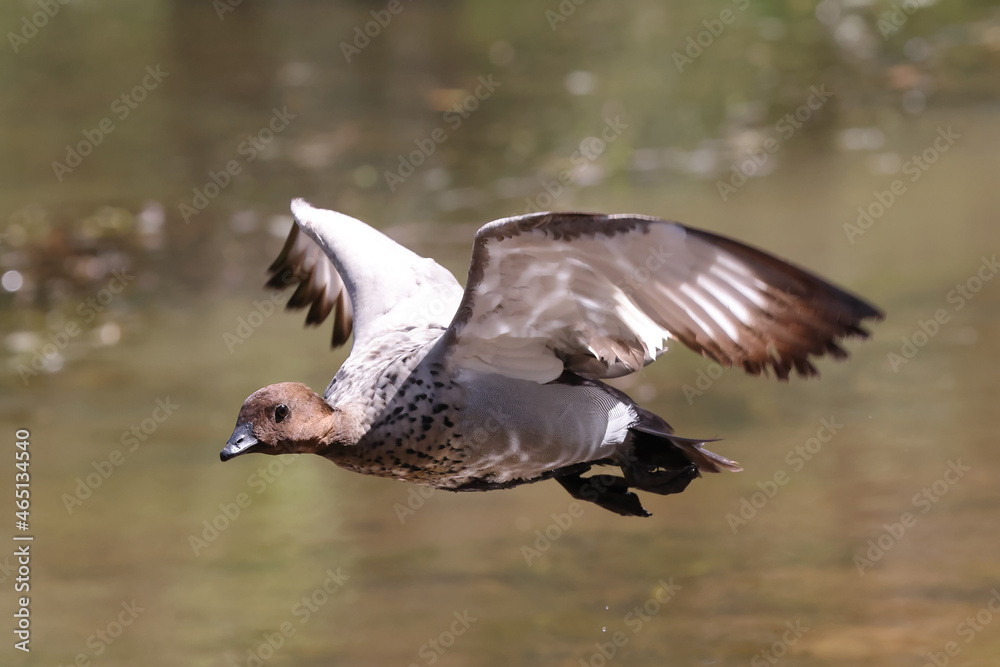 Fototapeta premium Australian Wood Duck in flight