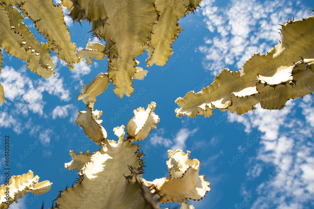 Cactus on blue sky backdround, cacti design or cactaceae pattern.