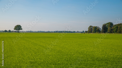 Fototapeta Naklejka Na Ścianę i Meble -  Landscape with green field with a line of trees on the horizon. The image shows a classic Dutch landscape with flat farm lands. This picture was taken in the province of Utrecht, the Netherlands.