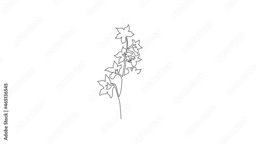 Animated self drawing of continuous line draw beauty fresh larkspur for home decor wall art poster. Decorative perennial flower delphinium for wedding invitation. Full length single line animation. Animated self drawing of continuous line draw beauty fresh larkspur for home decor wall art poster. Decorative perennial flower delphinium for wedding invitation. Full length single line animation.
