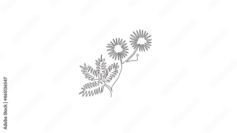 Animated self drawing of continuous line draw beauty fresh mimosa pudica for home decor wall art poster. Decorative touch-me-not flower for invitation. Full length one line animation illustration.
