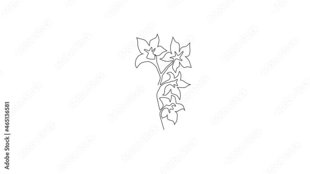 Animated self drawing of continuous line draw beauty fresh larkspur for home decor wall art print poster. Decorative consolida perennial flower for invitation card. Full length one line animation. Animated self drawing of continuous line draw beauty fresh larkspur for home decor wall art print poster. Decorative consolida perennial flower for invitation card. Full length one line animation.