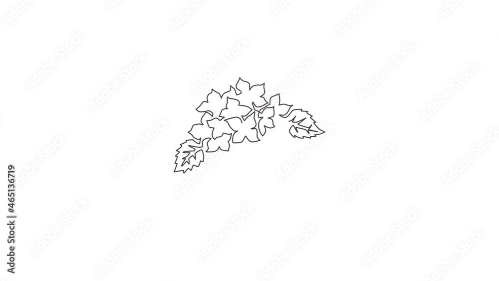 Animated self drawing of continuous line draw beauty fresh lantana for home decor wall art poster print. Decorative shrub verbena flower for greeting card ornament. Full length single line animation. Animated self drawing of continuous line draw beauty fresh lantana for home decor wall art poster print. Decorative shrub verbena flower for greeting card ornament. Full length single line animation.