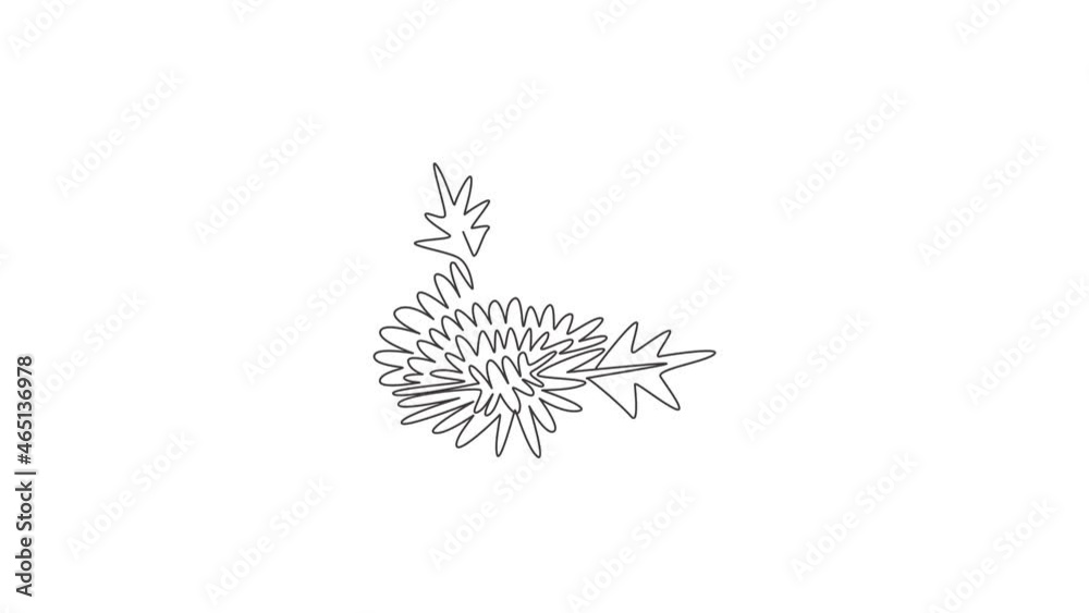 Animation of one line drawing of beauty fresh chrysanthemum for logo. Printable decorative chrysanth flower concept for greeting card ornament. Continuous line self draw animated. Full length motion. Animation of one line drawing of beauty fresh chrysanthemum for logo. Printable decorative chrysanth flower concept for greeting card ornament. Continuous line self draw animated. Full length motion.
