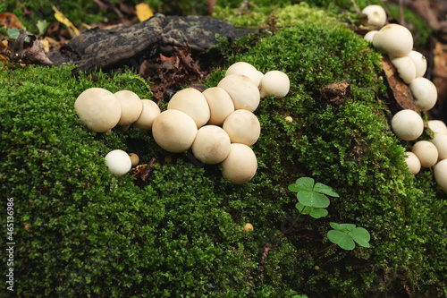 Group of edible lycoperdon mushrooms known as puffball grows on a tree stump in the forest