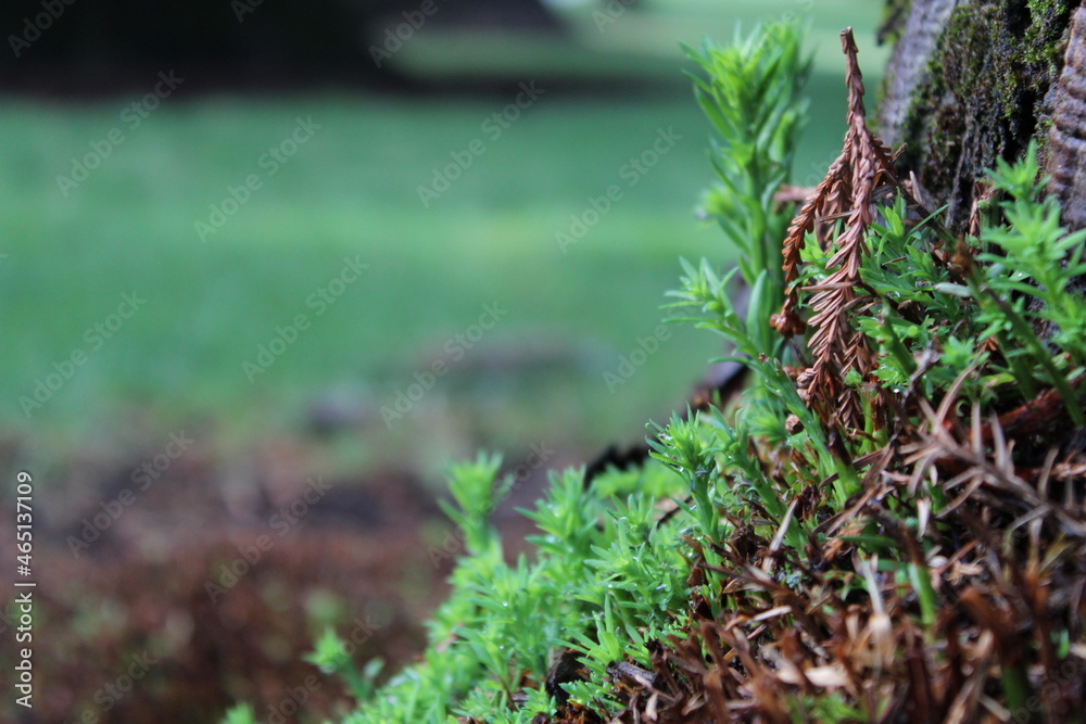 Obraz premium green moss on the ground