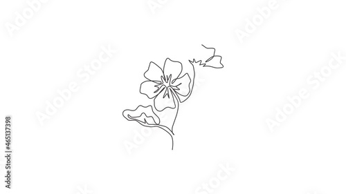 Animated self drawing of continuous line draw beauty fresh purple mallow for home decor wall art. decorative malvasylvestris flower concept for greeting card ornament. Full length one line animation. photo