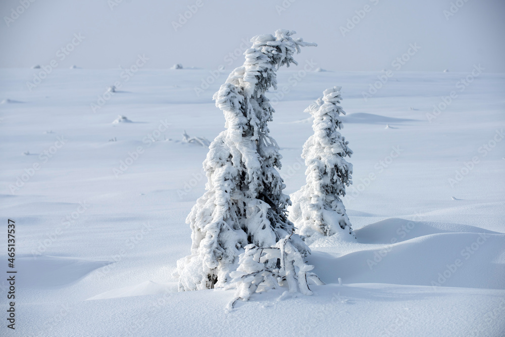 Winter landscape with trees covered with snow hoarfrost. Landscape with snowy forest with frozen trees after snowfall. Winter landscape with trees covered with snow hoarfrost. Landscape with snowy forest with frozen trees after snowfall.