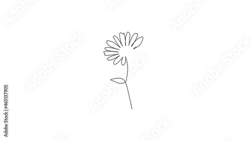 Animated self drawing of continuous line draw beauty fresh bruisewort. Printable decorative common daisy flower concept for home wall decor poster art. Full length one line animation illustration. photo