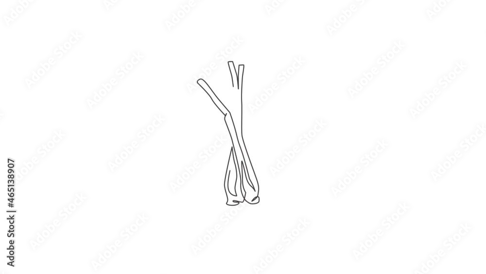 Animated self drawing of single continuous line draw whole healthy organic lemongrass for farm logo identity. Fresh cymbopogon concept for grass vegetable icon. Full length one line animation. Animated self drawing of single continuous line draw whole healthy organic lemongrass for farm logo identity. Fresh cymbopogon concept for grass vegetable icon. Full length one line animation.