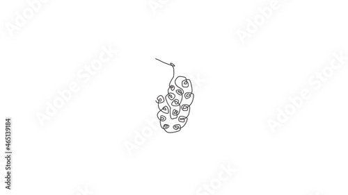 Animated self drawing of single continuous line draw whole healthy organic tropical noni for orchard logo identity. Fresh fruit bearing tree concept for garden icon. Full length one line animation. photo