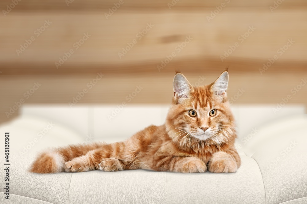 Cute domestic cat is lying on a sofa at home