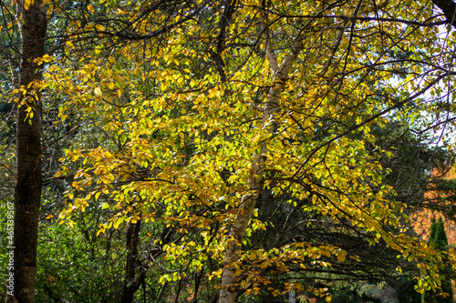 autumn leaves background © Kaim300