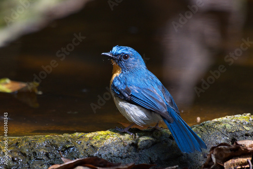 flycatchers of thailand photo