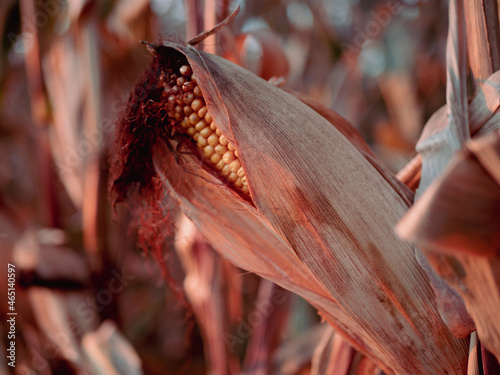 corn field, corn macro. autumn photo