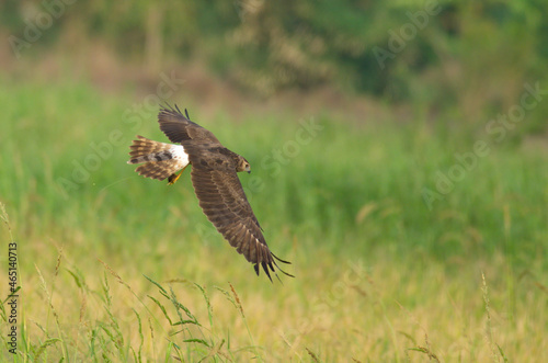 various birds of prey