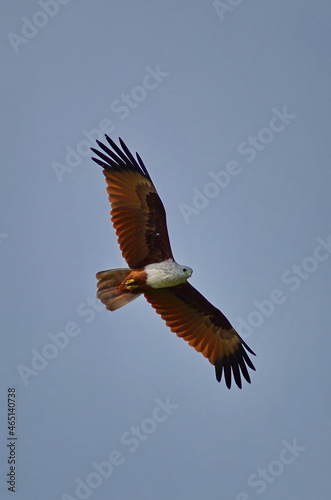 various birds of prey photo