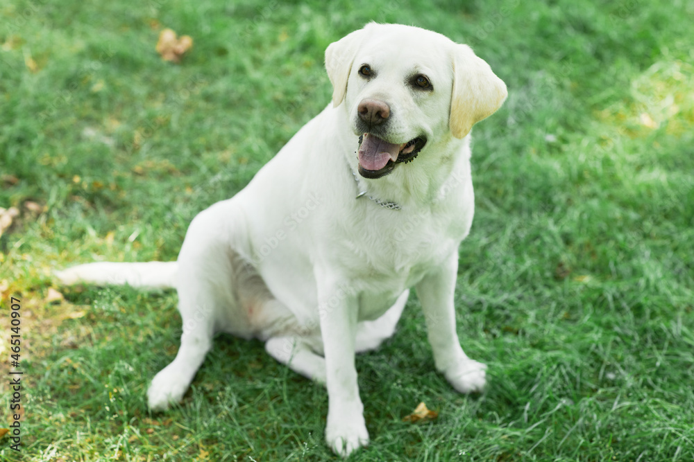 Full length portrait of white Labrador dog sitting on green grass in park and looking at camera, copy space