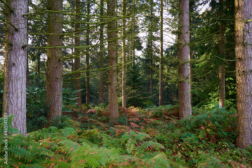 Trees in a forest with green fern and other foliage on ground