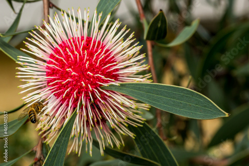 Single Hakea Laurina flower with bee Western Australia