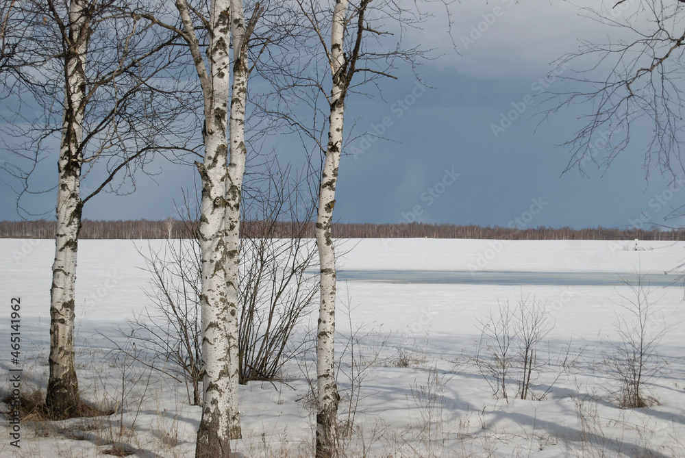 Fototapeta premium trees in the snow