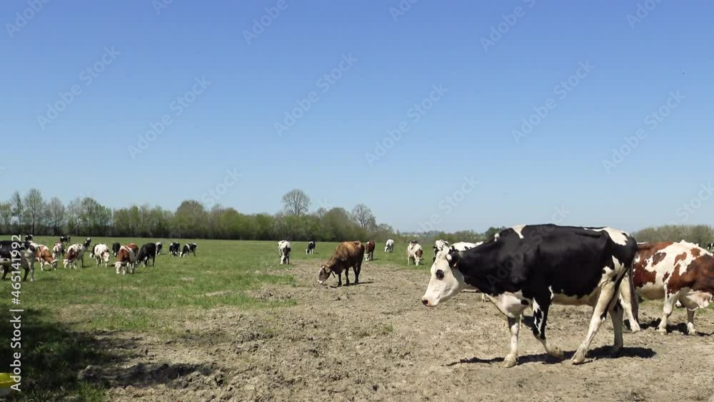 Les vaches normandes traditionnelles en Europe, en France, en Normandie, dans la Manche, au printemps, lors d'une journée ensoleillée.