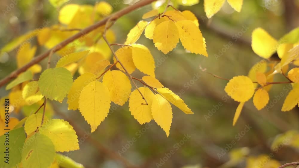 Beautiful Fall Yellow Leaves on a Tree